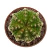 AZTEKIUM ritteri f. intercostatum GCG 10888, Puente Ciprian, clone 3, grafted