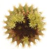 UEBELMANNIA pectinifera var. flavispina RNK 70, 1200m, NW of Barao do Guaicuí, grafted