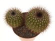 UEBELMANNIA pectinifera aff. f. nova RNK 105, first time offered !
