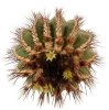 UEBELMANNIA pectinifera var. pseudopectinifera RNK 39, Trinta Réis, one pot of seedlings
