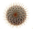 MAMMILLARIA perezdelarosae ssp. andersoniana f. nova long spines GCG 12621, Guanajuato, grafted