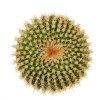 UEBELMANNIA gummifera RNK 25/2023 (HU 282, type), 1060 m., Penha de Franca, clone 3, grafted