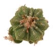 AZTEKIUM ritteri f. rotundum GCG 10005, El Barreal, 5 cm pot, 1 SEEDLING