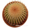 UEBELMANNIA pectinifera aff. RNK 96, clone 24, 8 cm, grafted