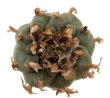 LOPHOPHORA williamsii, 5 - 7 cm pots, 5 x SEEDLINGS