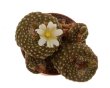 BLOSSFELDIA minima, seedling