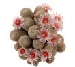 MAMMILLARIA hermosana VZD 1181, El Encino, Zac., 2 x seedlings