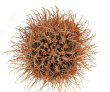 ANCISTROCACTUS pinkavanus, 5 seeds