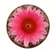 NOTOCACTUS submammulosus f. red flower, 10 cm pot, mother SEEDLING
