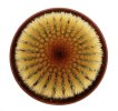 UEBELMANNIA pectinifera var. eriocactoides RNK 99, 10km N of Curimataí, Mg., 1,6 - 2 cm, SEEDLING