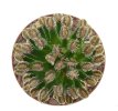 MAMMILLARIA bertholdii GCG 10006, 5 cm pot, SEEDLING