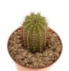 CIPOCEREUS minensis, 2pcs.