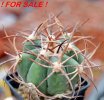 ECHINOCACTUS horizonthalonius var. nicholii, Vekol Mts., Pinal Co., grafted seedling