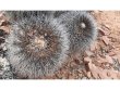 COPIAPOA  x C. cinerea var. tenebrosa GCG 15043, selection, SEEDLING