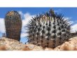 COPIAPOA columna - alba GCG 15015, L35 entronque 2., intermediate to C. cinerea, SEEDLING