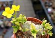 PACHYPODIUM brevicaule f. variegate leaf, 14 cm pot, grafted SEEDLING