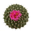 STROMBOCACTUS esperanzae var. nova long spines, SN 2014.0201, 5 cm pot, flowering SEEDLING