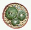 BLOSSFELDIA spec., 5 cm pot, SEEDLING