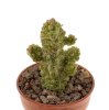 PSEUDOLITHOS dodsonianus, 5 cm pot, SEEDLING