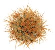 ECHINOCEREUS lindsayi f. yellow spines, clone nr. 2, grafted