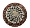 DISCOCACTUS horstii, 5 cm pot, 2 cm, SEEDLING