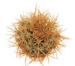 ECHINOCEREUS lindsayi f. yellow spines, clone nr. 2, grafted
