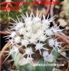COPIAPOA columna - alba GCG 15329b, f. white spines ex Gerardo Snicer, seedling