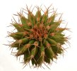 UEBELMANNIA buiningii f. green RNK 55, 6,5 cm pot, 8 pcs. SEEDLINGS