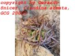 COPIAPOA andina armata II. GCG 20000, E of Punta Colorada, 3 pcs. SEEDLINGS