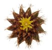 UEBELMANNIA buiningii RNK 52, 6,5 cm pot, 2 pcs. SEEDLINGS
