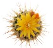 UEBELMANNIA meninensis RNK 47/2023, Serra Negra, 5 cm pot, SEEDLING