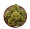 PSEUDOLITHOS caput-viperae, pot 6 cm, rooted offset