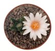 ARIOCARPUS bravoanus VM 288, f. white flower, F3 gener., pot 8 cm, SEEDLING