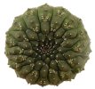 EUPHORBIA gymnocalycioides, 6,5 cm pot, own roots, rooted offset