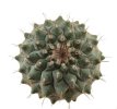 STROMBOCACTUS corregidorae VM 974, 6 cm pot, 3 pcs., SEEDLINGS