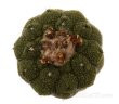 COPIAPOA hypogea cv. Lizard skin, 3 pcs., 7 cm pot, SEEDLINGS