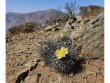 COPIAPOA cinerea var. horrida GCG 16793, 5 cm pot, SEEDLING