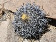 COPIAPOA griseoviolacea GCG 15033, Ruta 532, mountain form, 5 cm pot, SEEDLING