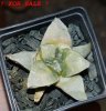 ARIOCARPUS retusus x fissuratus f. varigata F2 ex Pavlík, 7 cm pot, SEEDLING