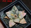 ARIOCARPUS retusus x fissuratus f. varigata F2 ex Pavlík, 7 cm pot, SEEDLING