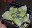 ARIOCARPUS retusus x fissuratus f. varigata F2 ex Pavlík, 7 cm pot, SEEDLING