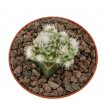 ERIOSYCE (RIMACACTUS) laui, clone nr.1, 5,5 cm, grafted offset