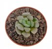 CRASSULA mesembryanthemopsis, 3 pieces, 2 - 2,8 cm, 3x SEEDLINGS !!!