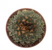 ARIOCARPUS kotschoubeyanus var. albiflorus, 2,3 cm, SEEDLING