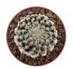 DISCOCACTUS horstii, 3,4 cm, grafted SEEDLING