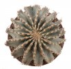 GEOHINTONIA mexicana, 1,9 cm, SEEDLING