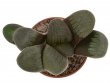 HAWORTHIA springbokvlakensis f. variegate, 5,5 cm, SEEDLING