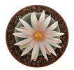 LOPHOPHORA diffusa var. koehresii, 3,3 cm, SEEDLING