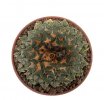 ARIOCARPUS kotschoubeyanus var. albiflorus, 2,2 cm, SEEDLING