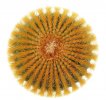 UEBELMANNIA pectinifera var. eriocactoides form 2., 3,5 cm, SEEDLING